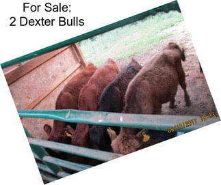 For Sale: 2 Dexter Bulls