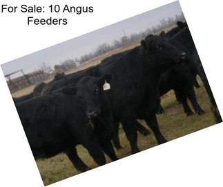 For Sale: 10 Angus Feeders