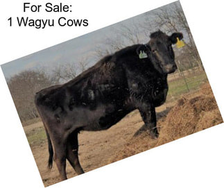 For Sale: 1 Wagyu Cows