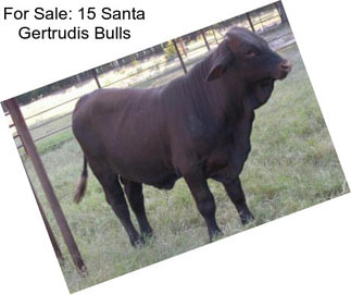 For Sale: 15 Santa Gertrudis Bulls