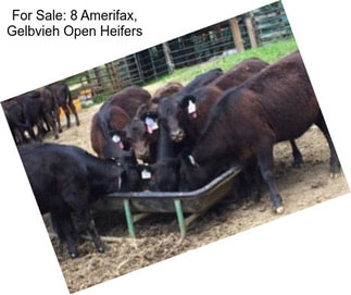 For Sale: 8 Amerifax, Gelbvieh Open Heifers