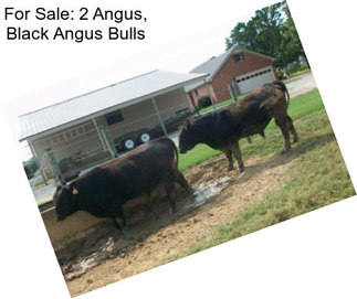 For Sale: 2 Angus, Black Angus Bulls
