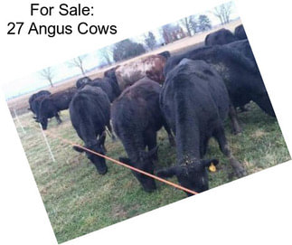 For Sale: 27 Angus Cows