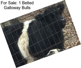 For Sale: 1 Belted Galloway Bulls