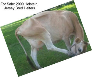 For Sale: 2000 Holstein, Jersey Bred Heifers