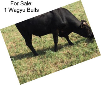 For Sale: 1 Wagyu Bulls