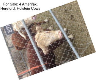 For Sale: 4 Amerifax, Hereford, Holstein Cows