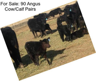 For Sale: 90 Angus Cow/Calf Pairs