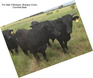 For Sale: 8 Brangus, Brangus Cross, Corriente Bulls