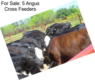 For Sale: 5 Angus Cross Feeders