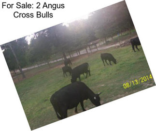 For Sale: 2 Angus Cross Bulls