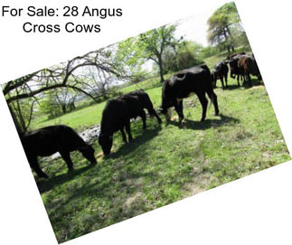 For Sale: 28 Angus Cross Cows