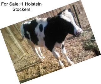 For Sale: 1 Holstein Stockers