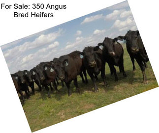 For Sale: 350 Angus Bred Heifers