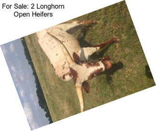 For Sale: 2 Longhorn Open Heifers