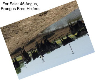 For Sale: 45 Angus, Brangus Bred Heifers