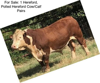 For Sale: 1 Hereford, Polled Hereford Cow/Calf Pairs