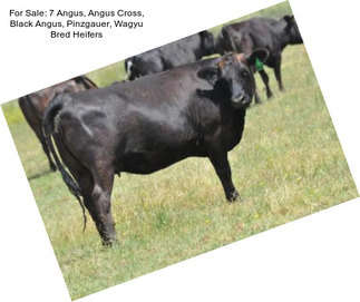 For Sale: 7 Angus, Angus Cross, Black Angus, Pinzgauer, Wagyu Bred Heifers