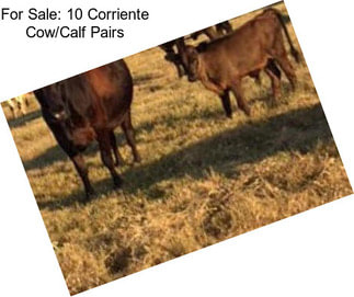 For Sale: 10 Corriente Cow/Calf Pairs