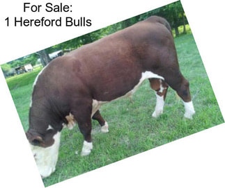 For Sale: 1 Hereford Bulls