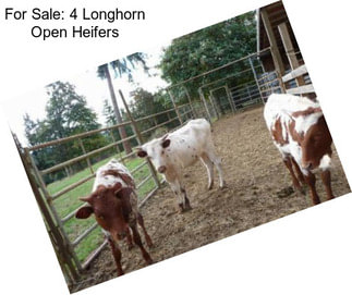 For Sale: 4 Longhorn Open Heifers