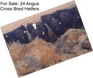 For Sale: 24 Angus Cross Bred Heifers