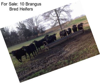 For Sale: 10 Brangus Bred Heifers