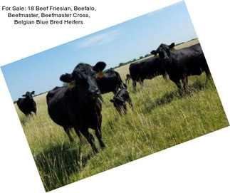 For Sale: 18 Beef Friesian, Beefalo, Beefmaster, Beefmaster Cross, Belgian Blue Bred Heifers