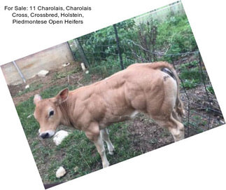 For Sale: 11 Charolais, Charolais Cross, Crossbred, Holstein, Piedmontese Open Heifers