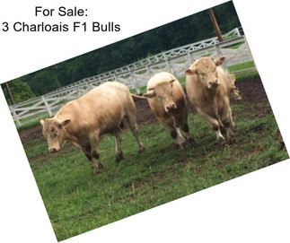 For Sale: 3 Charloais F1 Bulls