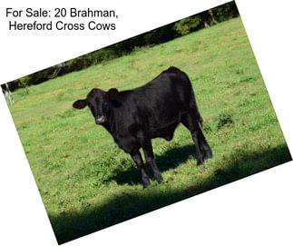 For Sale: 20 Brahman, Hereford Cross Cows