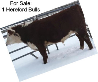 For Sale: 1 Hereford Bulls