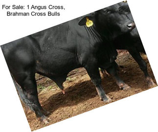 For Sale: 1 Angus Cross, Brahman Cross Bulls