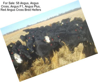 For Sale: 58 Angus, Angus Cross, Angus F1, Angus Plus, Red Angus Cross Bred Heifers