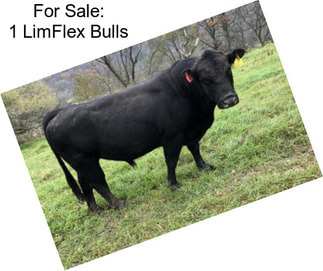 For Sale: 1 LimFlex Bulls