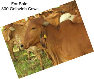 For Sale: 300 Gelbvieh Cows