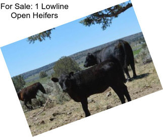 For Sale: 1 Lowline Open Heifers