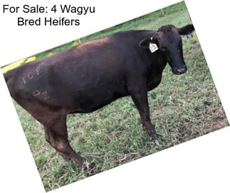 For Sale: 4 Wagyu Bred Heifers