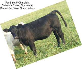 For Sale: 5 Charolais, Charolais Cross, Simmental, Simmental Cross Open Heifers