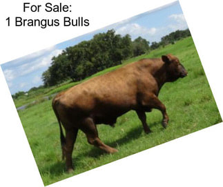 For Sale: 1 Brangus Bulls