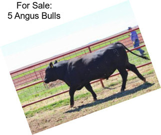 For Sale: 5 Angus Bulls