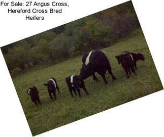 For Sale: 27 Angus Cross, Hereford Cross Bred Heifers