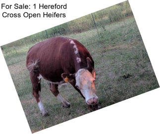 For Sale: 1 Hereford Cross Open Heifers