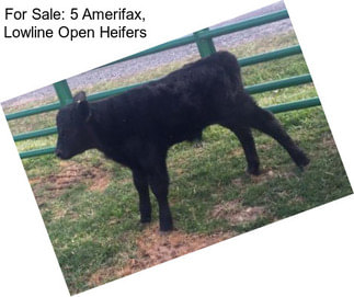 For Sale: 5 Amerifax, Lowline Open Heifers