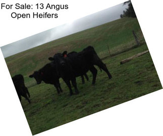 For Sale: 13 Angus Open Heifers