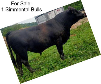 For Sale: 1 Simmental Bulls