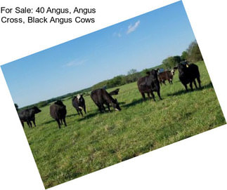 For Sale: 40 Angus, Angus Cross, Black Angus Cows