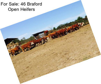 For Sale: 46 Braford Open Heifers