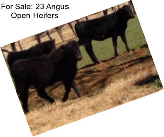 For Sale: 23 Angus Open Heifers