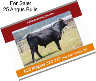 For Sale: 25 Angus Bulls